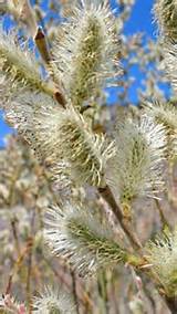 French Pussy Willow
