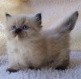 one cute pussy cat | animials | Pinterest