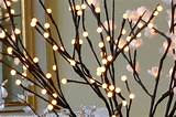 natural pussy willow lights - Google Search