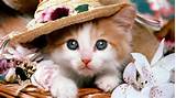 Cute cat | Pussy Cats | Pinterest