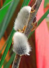 Japanese Pussy Willow | Flickr - Photo Sharing!