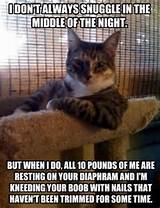 Cat humor!! | Funny Stuff | Pinterest