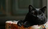 Black Pussycat - 1920x1200 - 16:10