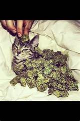 Pussy Money Weed Wallpaper #pussy #money #weed #weedpheed