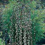 Home Â» Best Sellers > Weeping Pussy Willow Tree