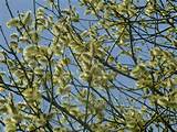 Year Old Giant Pussy Willow Plant That Was Supposed - pussy willows ...