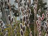 Japanese or Gray Pussy Willow