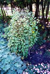 ... size photo of Weeping Pussy Willow (Salix caprea 'Pendula') at Gertens