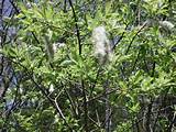 Pussy Willow - 25) And once again the pussy willows go to seed.