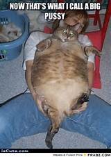 Obese cat