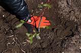 planting a black pussy willow by Justine Hand, push down, Gardenista