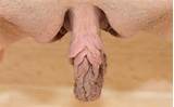 The Best Big Meaty Pussy Lips/labia Collection 1 - l1006.jpg
