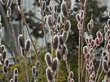 Plant of the Week | Marsh Botanical Garden | Yale University