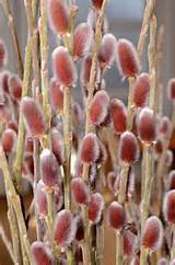 Pink Pussy Willow | Flowers, bushes, vines | Pinterest