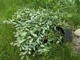 These are the clippings I took from the small French Pussy Willow I ...