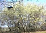 Fifteen-year-old â€œGiant Pussy Willowâ€ plant that was supposed to ...