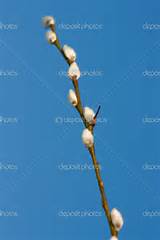 Branch of spring white pussy-willow - Stock Image