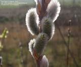 PlantFiles Pictures: Goat Willow, French Pussy Willow (Salix caprea ...
