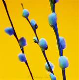 Pussy Willow Salix Discolor | Johnny Greig - Photographer