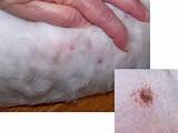Brown Scabs on Dogs Skin http://www.oes.org/page2/29767~Allergy ...