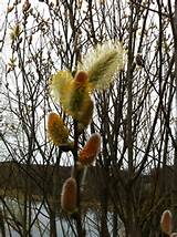 French Pussy willow catkins- it was all about willows in early spring!