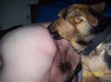 com archive 10681 beast dog hairy vagina dog lick beast