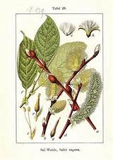 Pussy Willow: Pussywillow, Willow Paintings