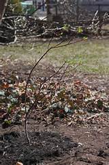 Above: Already sprouting leaves, my newly planted black pussy willow ...