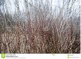 Dense bushes pussy willow in blossom against forest.