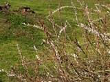 Pussy Willow Bush Buds