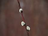 Pussy Willows