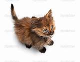 Small pussy cat - Stock Image