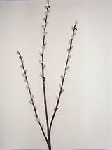 Pussy willow to give flower arrangements some height
