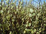 Pussywillow, (Salix) 'Giant Pussy Willow'