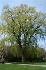 willow-tree1.jpg