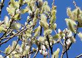 February 19...bees enjoy the willow blossoms along with robber flies ...