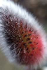 Macro of French Pink Pussy Willow