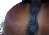 pus mare horse pussy clo horse mare vulva horse vagina