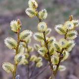 Pussy Willow (Salix caprea)