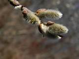 Pussy Willow Flowers