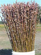 Pussy Willow Pink pussy willow (Cut flower)