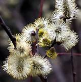 French Pink Pussy Willow - Very hardy - Salix caprea