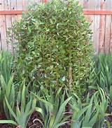 Salix caprea 'Pendula', Weeping Pussy Willow Tree.