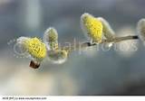 Etreme Close Up Of Blooming Pussy Willows Stock S