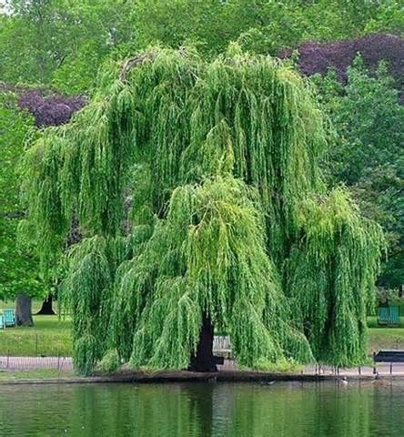 How to Make Aspirin from a Willow Tree Â« Home Remedies