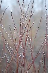 Pussy willows | Horticulture | Pinterest