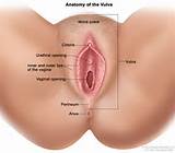 Anatomy of the vulva; drawing shows the mons pubis, clitoris, urethral ...