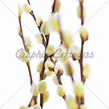 Pussy Willow Sali Branch Growing Of The Spring | Filmvz Portal