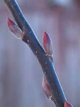 Japanese Pussy Willow (Salix chaenomeloides)