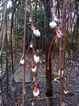 Weeping Pussy Willow